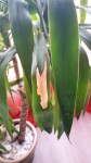 Yucca (2).jpg