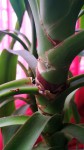 Yucca (4).jpg