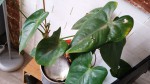 Anthurium (1).jpg
