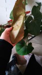 Anthurium (2).jpg