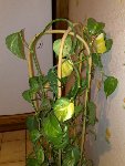plante.jpg