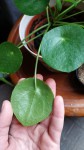 Plante intérieur feuilles rondes (2).jpg
