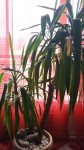 Yucca (1).jpg