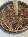 IMG_20201124_144939.jpg