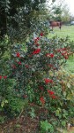 IMG_20201110_144849.jpg