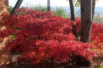 Acer kamagata 28_11_20.jpg