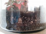 moisissure dans terrarium