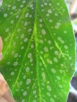 IMG_20201130_141852118.jpg