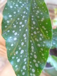 IMG_20201130_142013825.jpg
