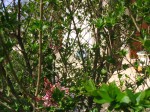 lilas tro entier 1.jpg