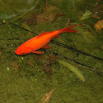Bassin-005.jpg