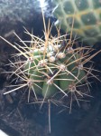 cactus 5.jpg