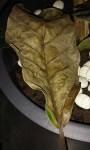 feuille marron recto