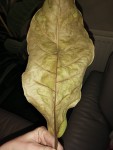 feuille marron verso