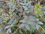 DSCN9817.JPG