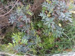 DSCN9818.JPG