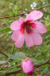 Malva 3.JPG