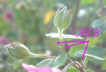 Malva Décembre.JPG