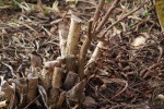 DSC03579.jpg