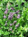 Endive frisée..JPG