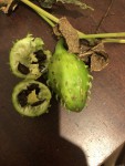 plante 1.JPG