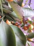 calamondin 2.jpg