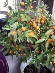 calamondin entier.jpg