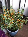 calamondin entier2.jpg