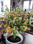 calamondin 3 entier.jpg