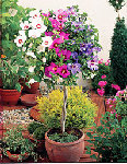 Hibiscus Tige.jpg