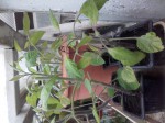 tomate plant 21 12 20.jpg