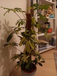 20201225_000128-min.jpg
