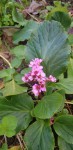 Bergenia.jpg