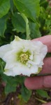 Hellebore 1.jpg