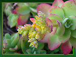 01-14_Sedum-palmeri.jpg