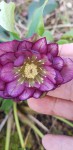 Hellebore 2.jpg