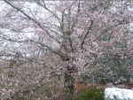 Prunus.JPG