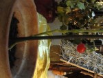 DSC09772.jpg