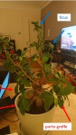 FICUS.jpg