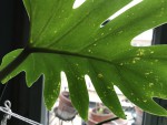 IMG_3048.jpg