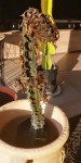 Cactus mort