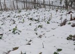 20210108_neige.jpg