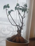 FICUS_TAILLE.jpg