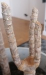 Dracaena