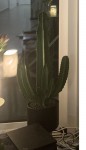 cactus -1 (1).jpg