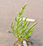 Salicornia_europaea.jpg