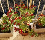 IMG-20201114-WA0001 - Copie.jpeg