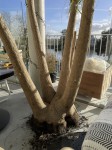 Beaucarnea