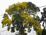 ARBRE JAUNE1 [50%].JPG