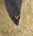 insecte.jpg